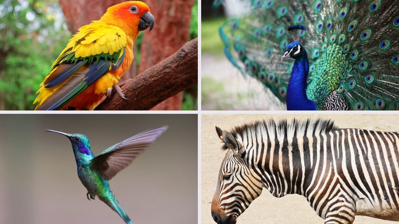 KVIZ: Rijetki znaju nazive ovih 8/8 vi&scaron;ebojnih &zcaron;ivotinja!