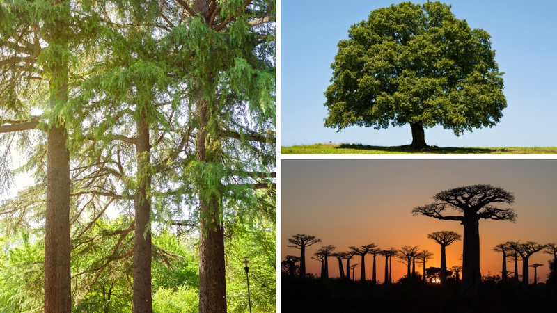 Jeste li dobri u prepoznavanju drve&cacute;a? Provjerite ovdje!