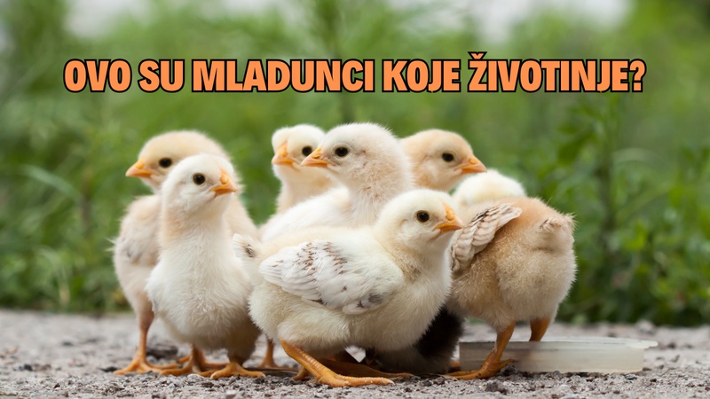 KVIZ: Prepoznajete li domaće životinje prema mladuncima?