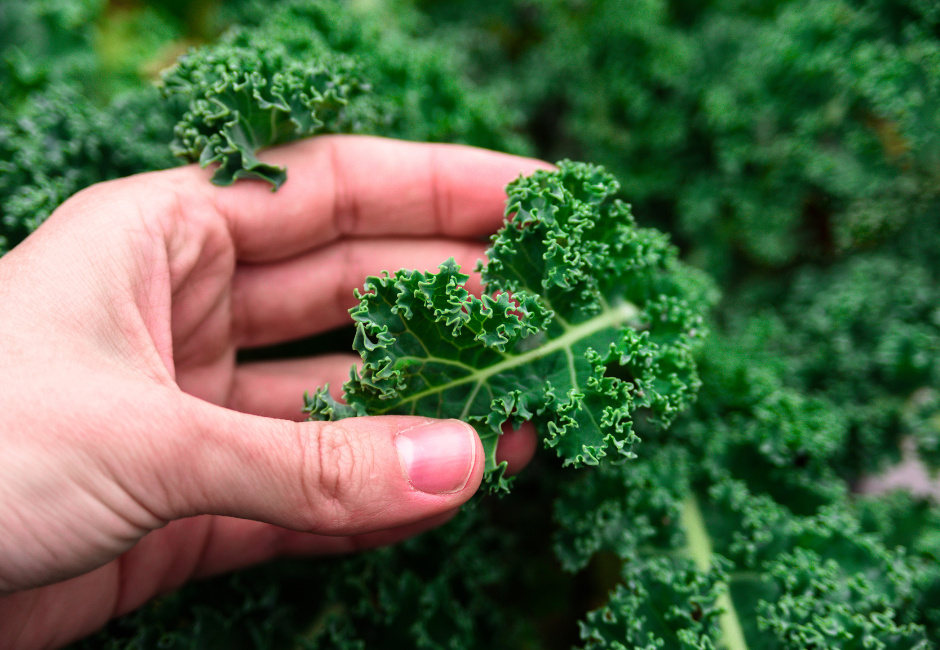  | Autor: Youtube/canva