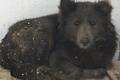 Kakva priča: U ruskom gradiću nitko ne želi psa medvjeda