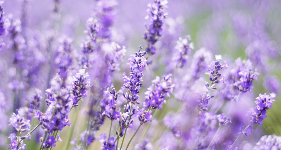  | Autor: Canva
