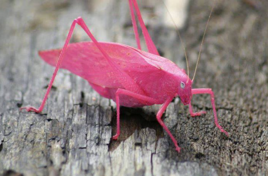  | Autor: screenshot/facebook/Zoološki vrt Grada Zagreba