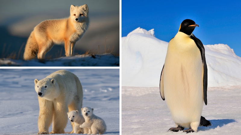 KVIZ: Sigurno znate ovih 7/7 polarnih &zcaron;ivotinja, zar ne?