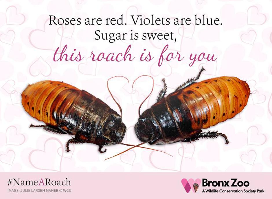 Ljubavni žohari | Autor: Bronx Zoo / Facebook