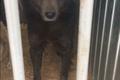 Kakva priča: U ruskom gradiću nitko ne želi psa medvjeda