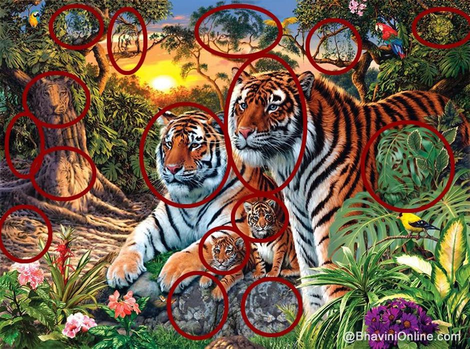 Tigrovi rješenje | Autor: BhaviniOnline