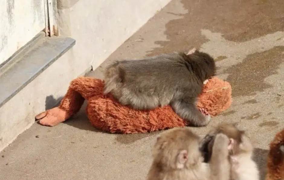  | Autor: screenshot/x/ichikawa_zoo