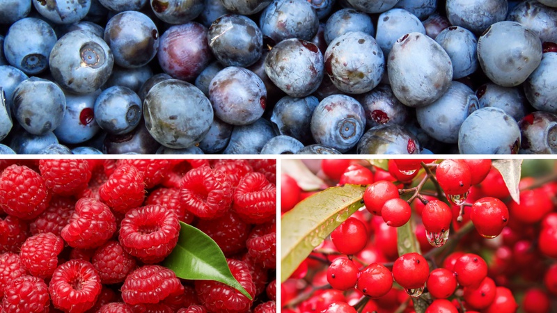 Rijetki prepoznaju 10/10 vrsta bobi&ccaron;astog vo&cacute;a. A ti?