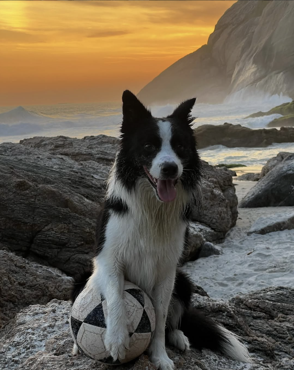  | Autor: instagram/screenshoot/@dog_altinha