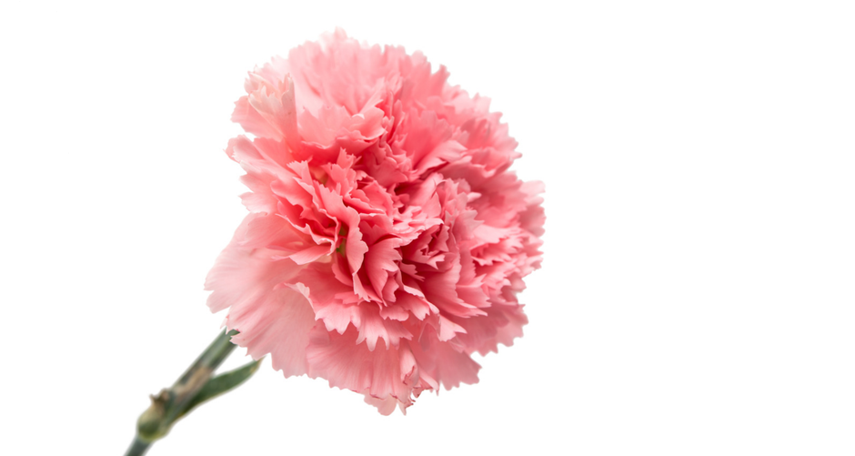  | Autor: Canva