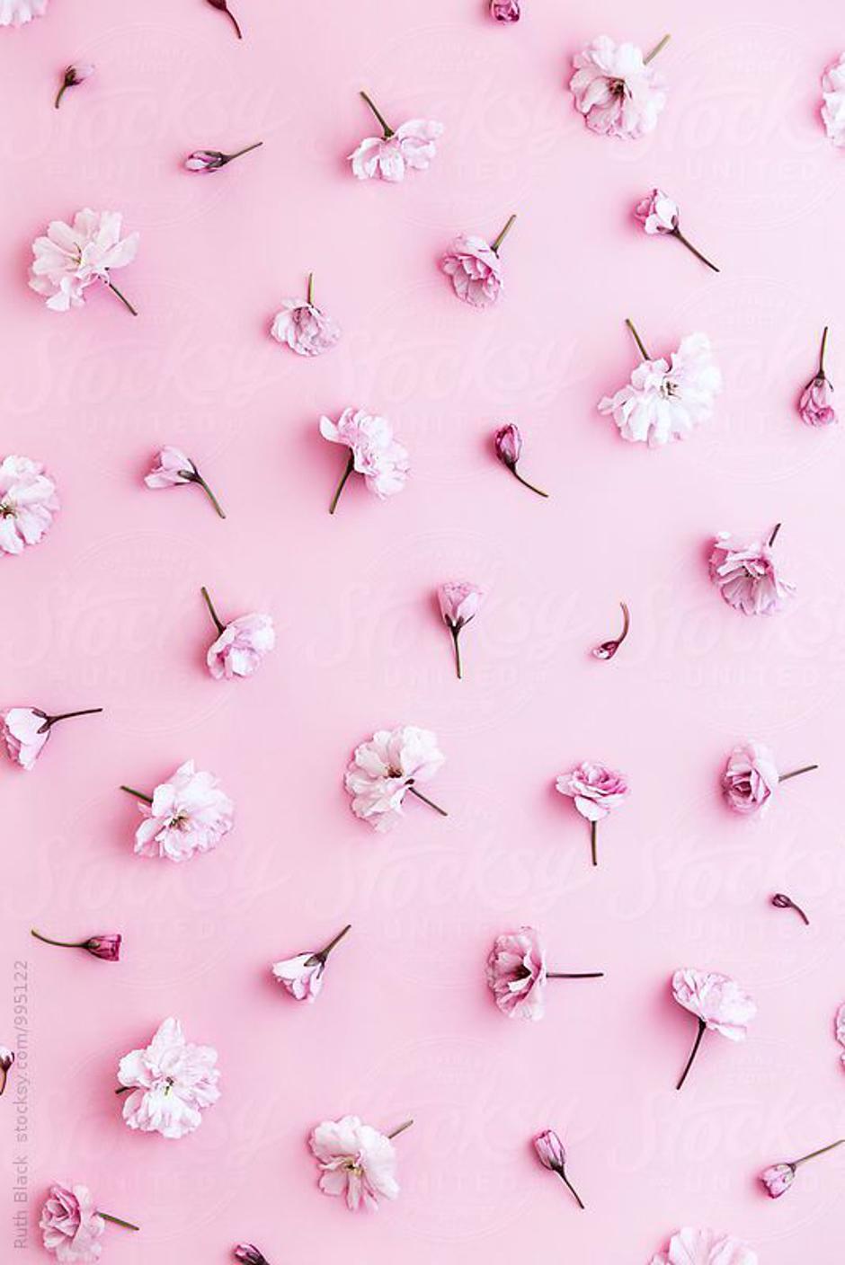 45 najljepših ružičastih fotografija na svijetu Joomboos.24sata.hr