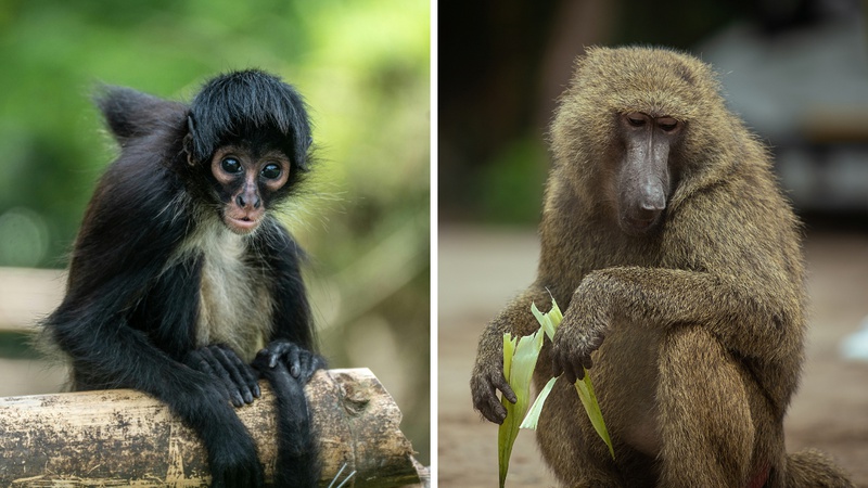 KVIZ: Možete li prepoznati ovih 7/7 vrsta majmuna?