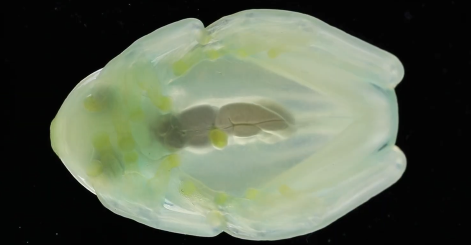  | Autor: screenshot/youtube