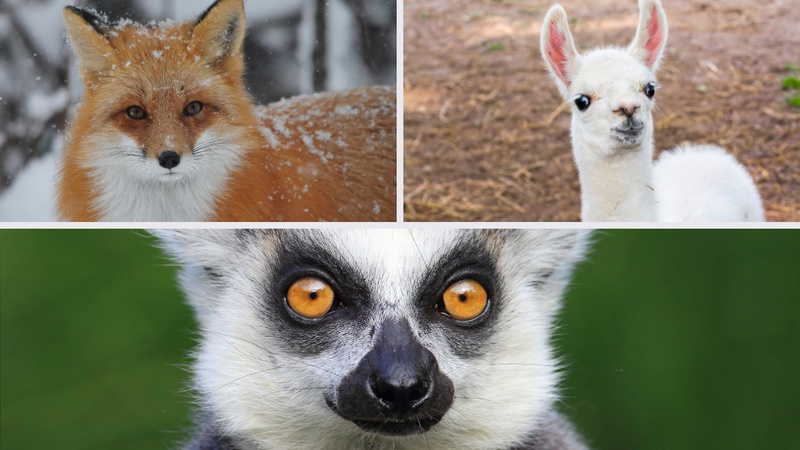 KVIZ: Mo&zcaron;e&scaron; li pogoditi ovih 7/7 &zcaron;ivotinja na slovo &lsquo;L&rsquo;?