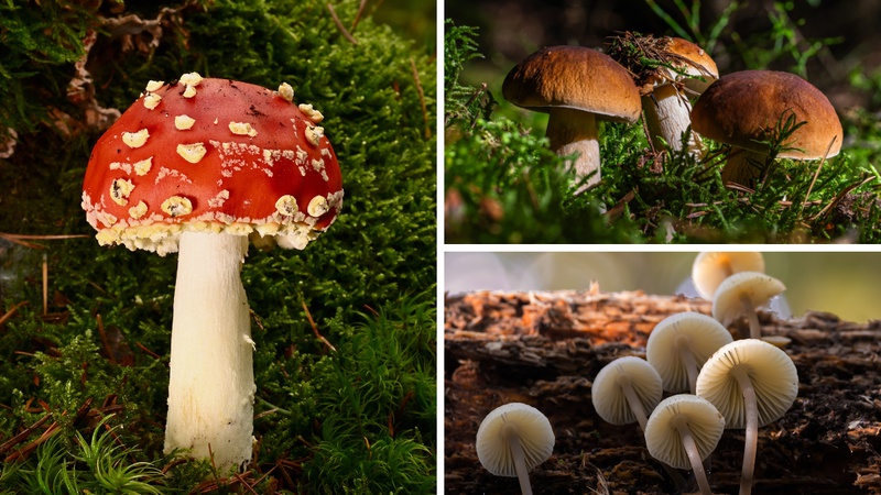 KVIZ: Nazive ovih 8/8 vrsta gljiva rijetki znaju
