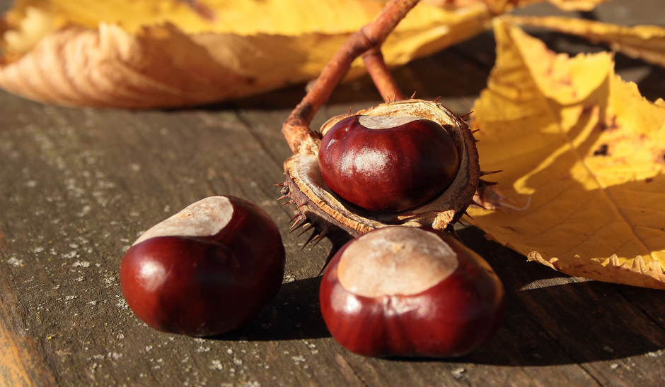  | Autor: Youtube/canva