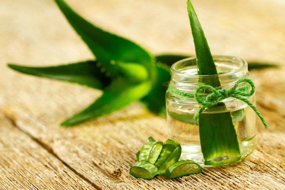 Aloe vera | Autor: Dreamstime