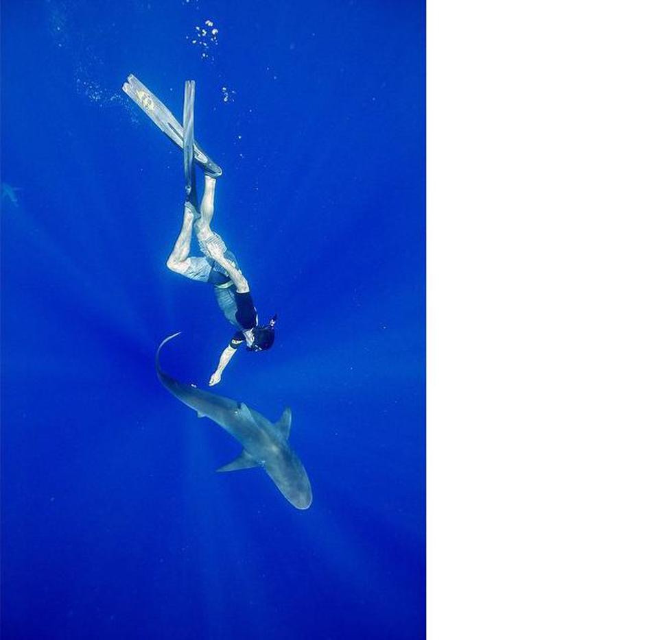Zac i morski pas | Autor: Olivia Rodrigo Instagram