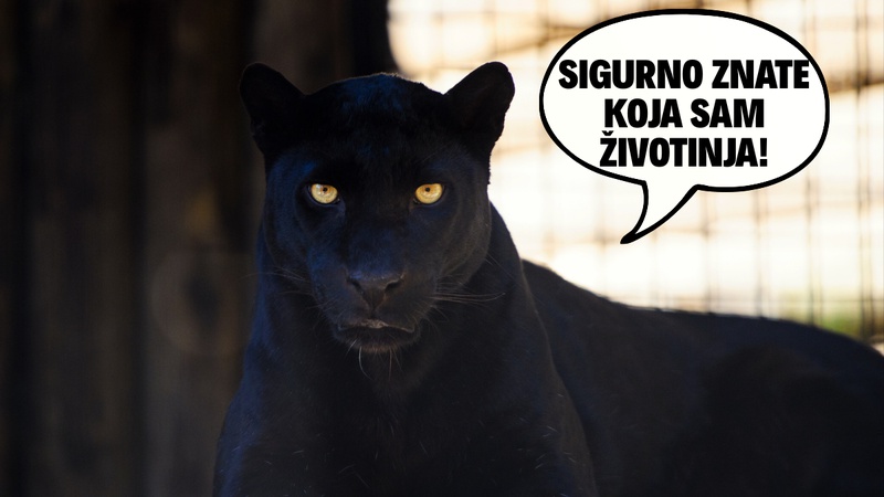 KVIZ: Koji su nazivi ovih 7/7 crnih životinja?