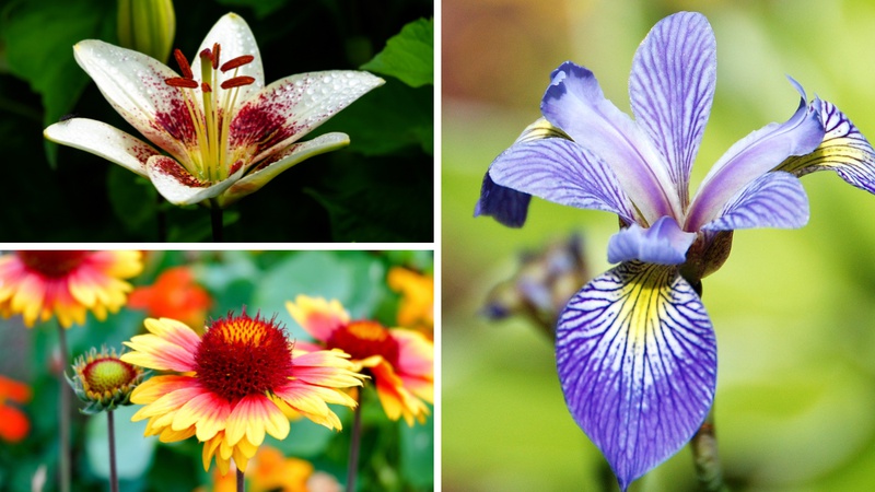 KVIZ: Znate li nazive ovih 7/7 vrsta &scaron;arenog cvije&cacute;a?